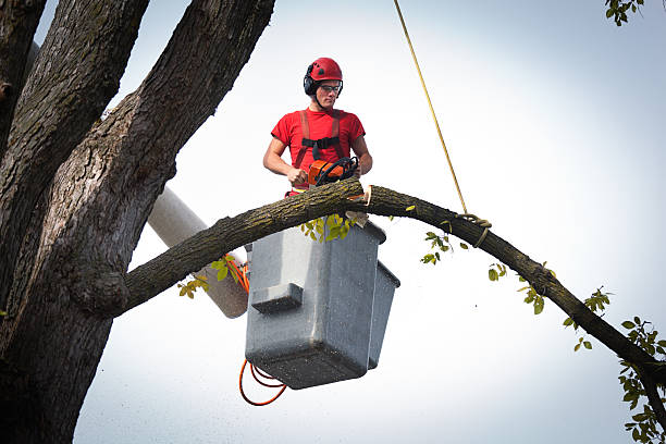 Best Stump Grinding and Removal  in Pagould, AR