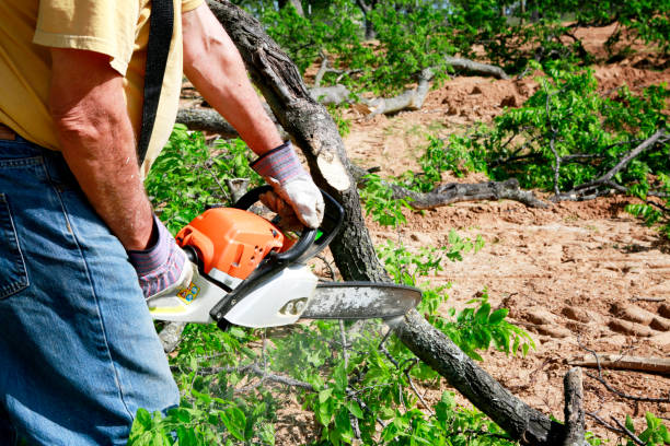 Best Seasonal Cleanup (Spring/Fall)  in Pagould, AR